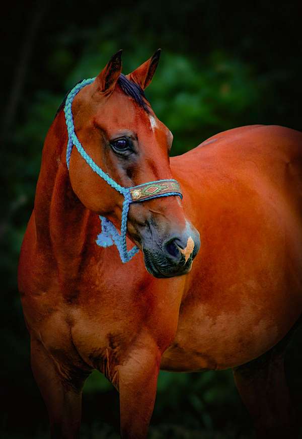 husband-safe-quarter-horse