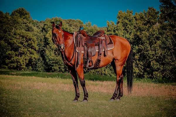 lesson-quarter-horse