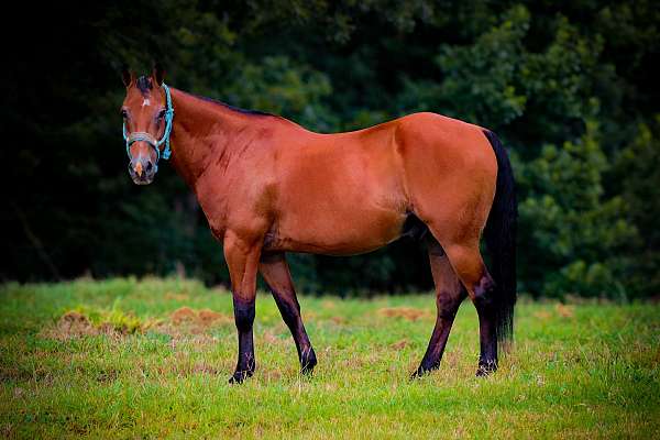playday-quarter-horse