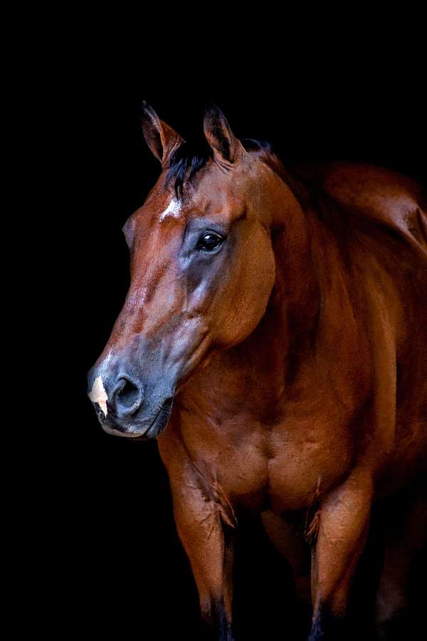 ridden-english-quarter-horse