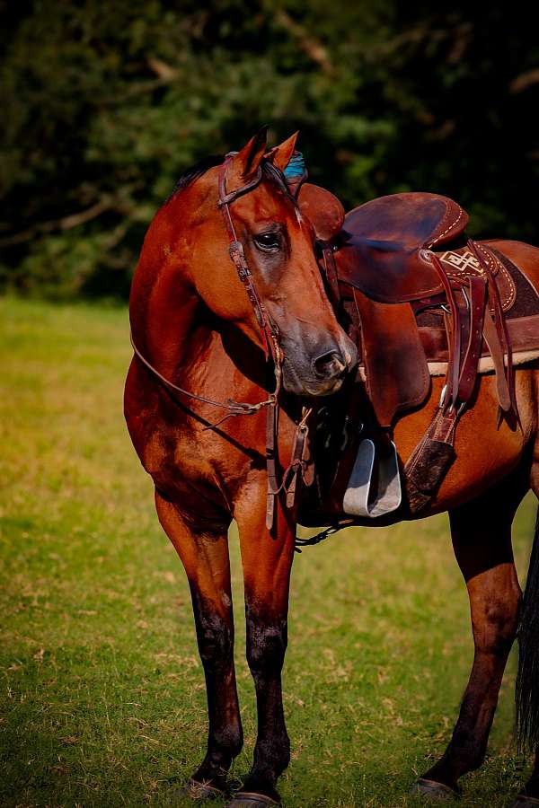 ridden-western-quarter-horse