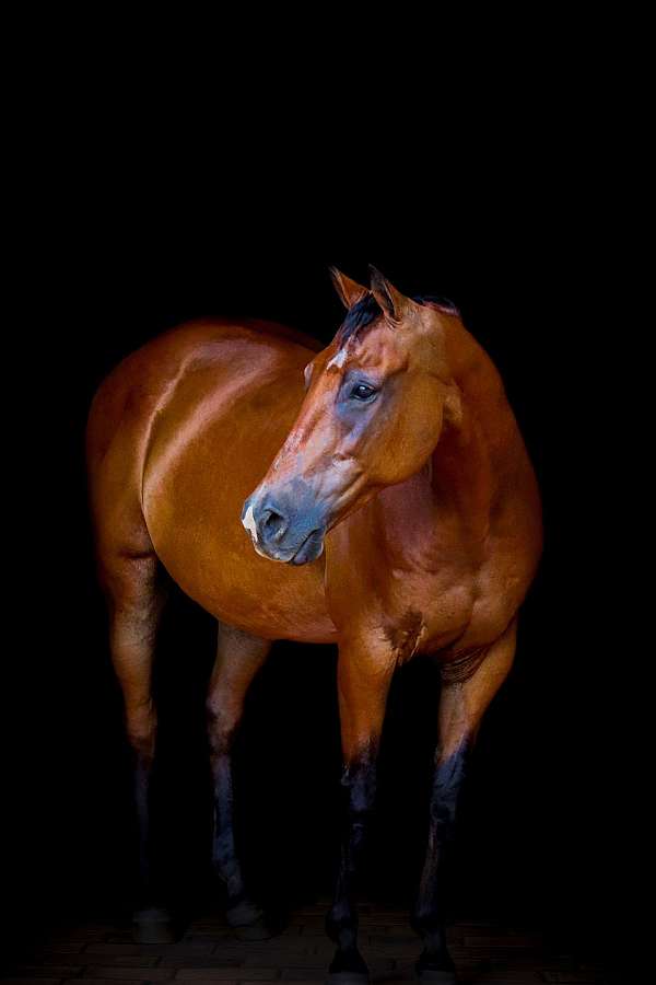 therapy-quarter-horse