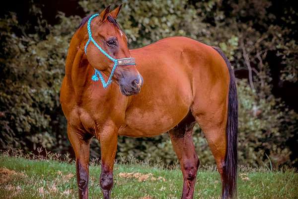 trail-quarter-horse