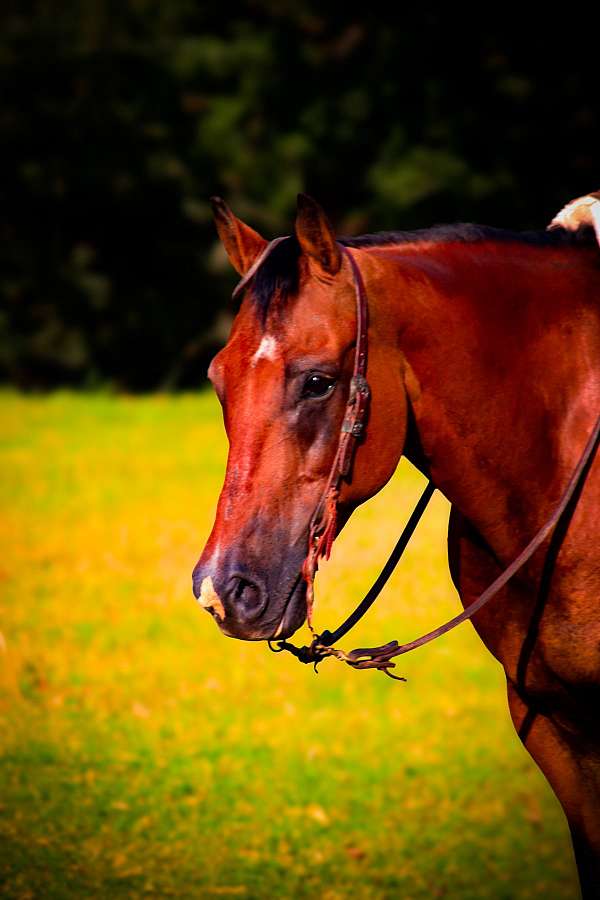trained-quarter-horse