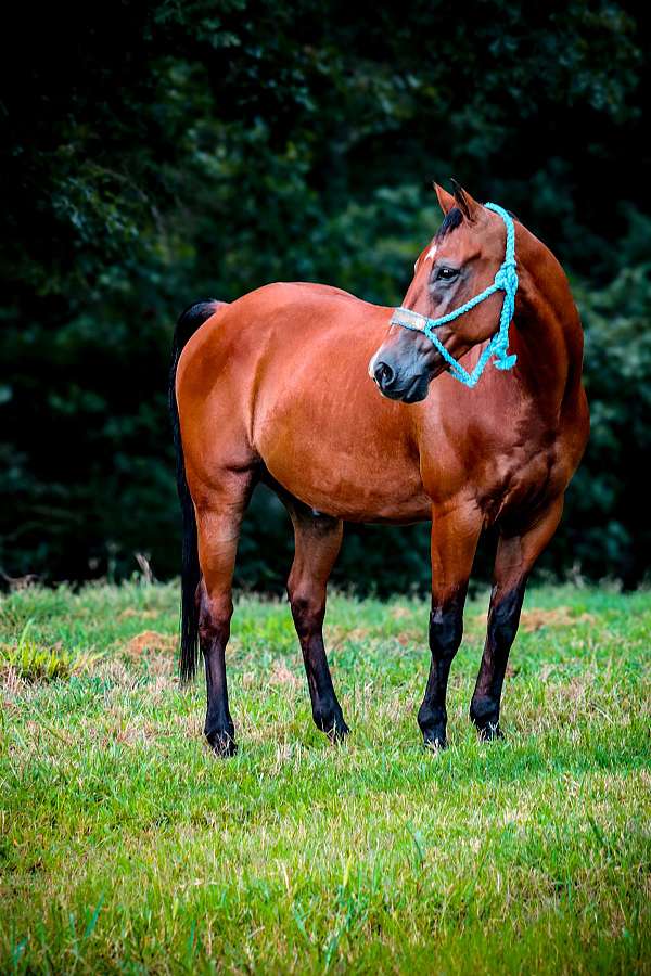 bay-quarter-horse-gelding