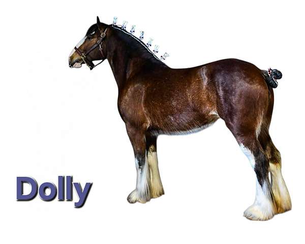 tobiano-paint-horse