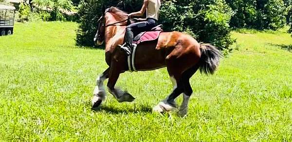 bay-tobiano-paint-horse