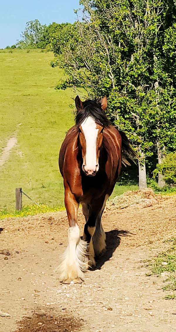 clydesdale-horse