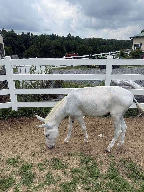 donkey-colt