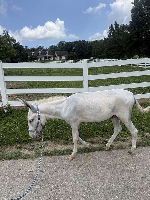 white-donkey-spotted-donkey