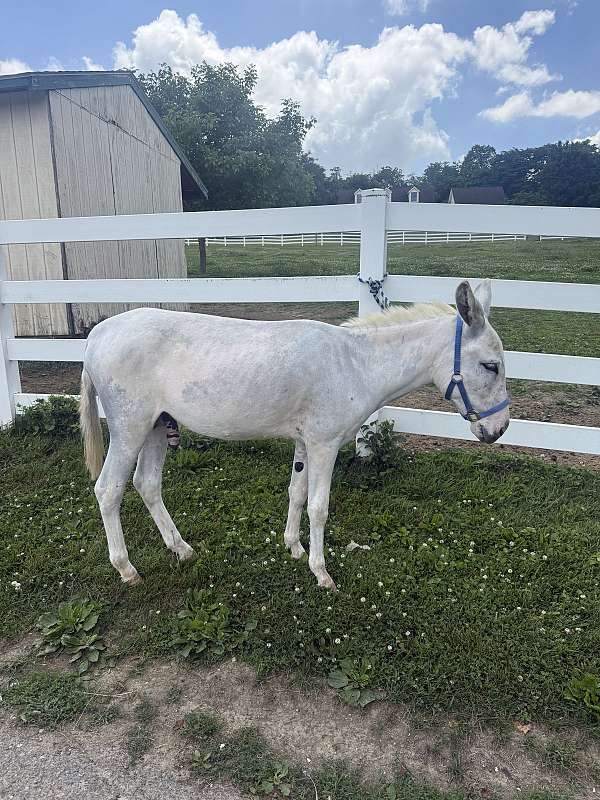 white-donkey-spotted