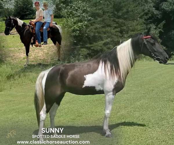 buy-now-spotted-saddle-horse