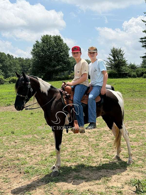 carts-spotted-saddle-horse