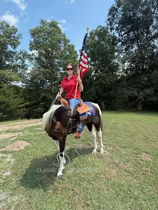 choice-spotted-saddle-horse