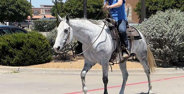 kid-safe-quarter-horse
