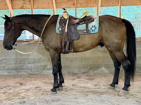 family-standardbred-horse