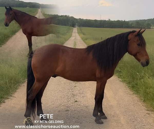 cattle-kentucky-mountain-horse