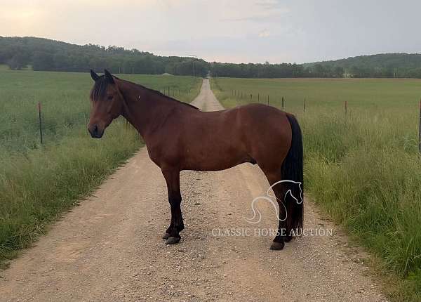 finished-head-horse-kentucky-mountain
