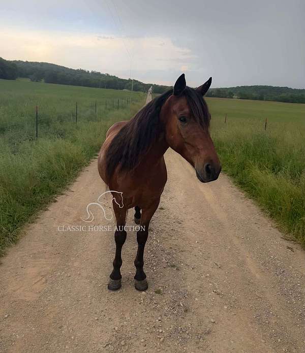 gather-kentucky-mountain-horse