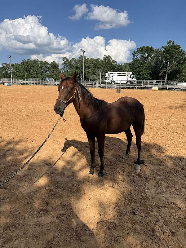 bay-performance-stallion-horse