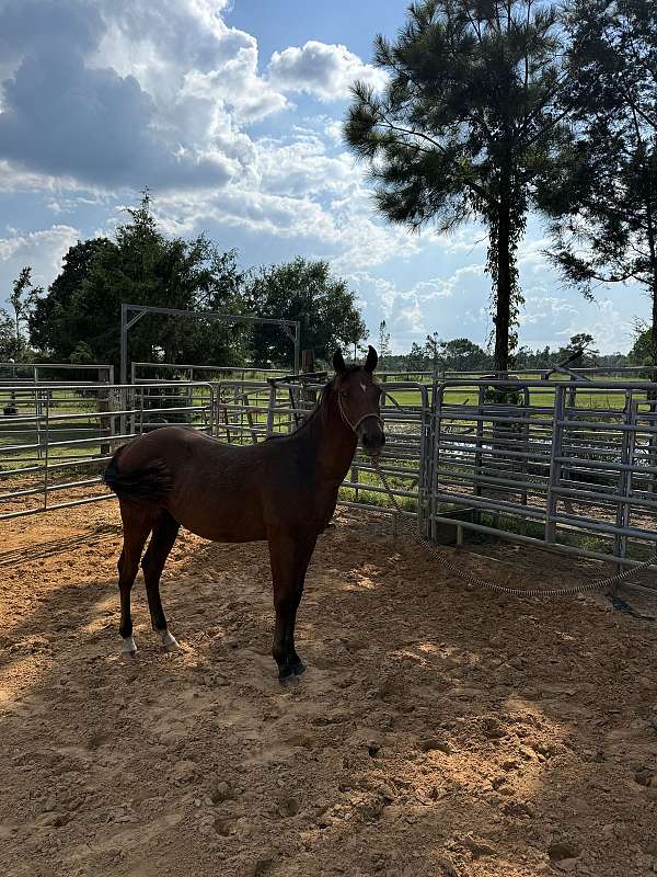 performance-stallion-yearling