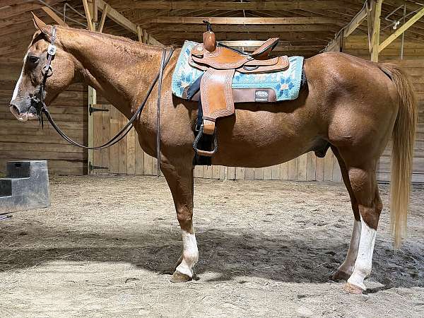 pleasure-quarter-horse