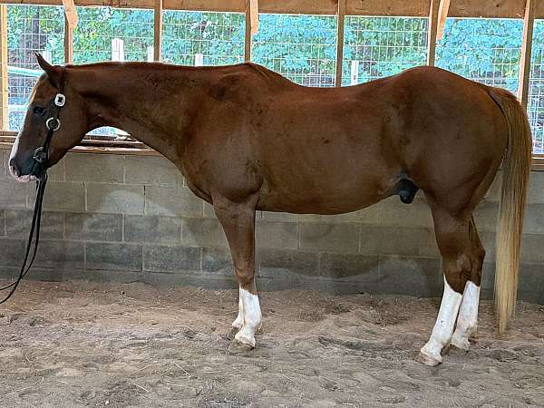 trail-quarter-horse