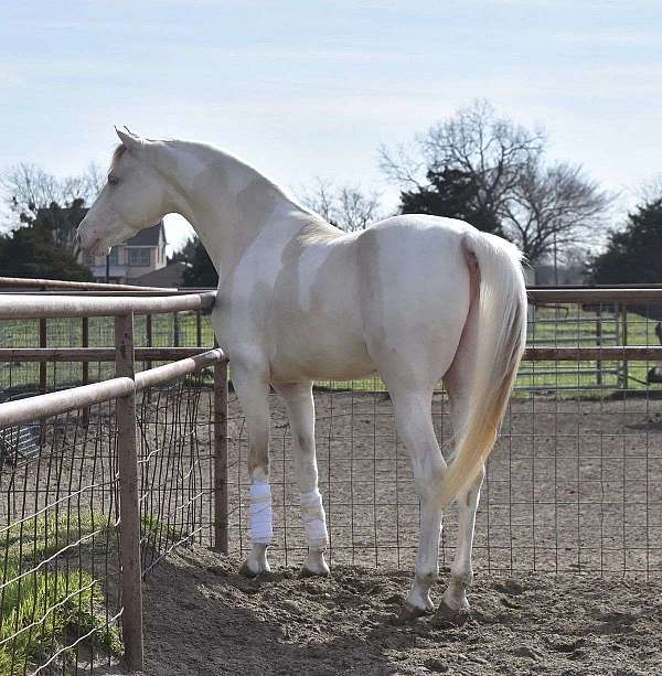perlino-perlinopinto-horse