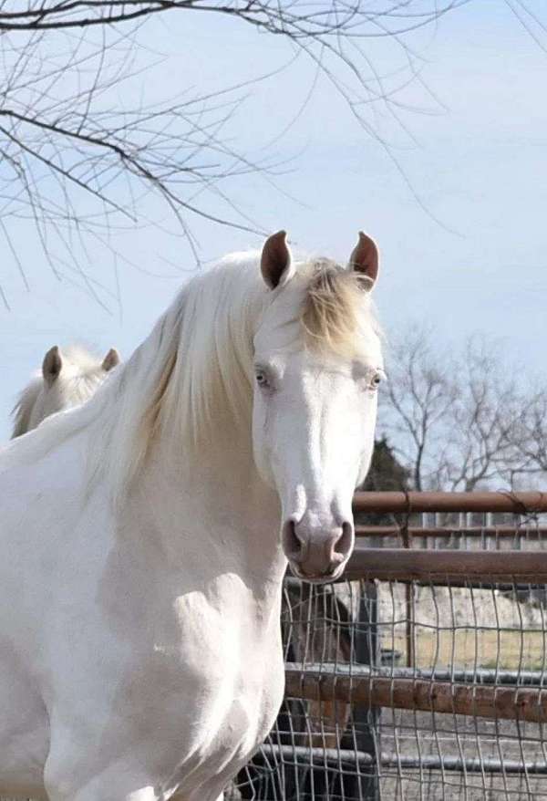 perlino-saddlebred-stallion