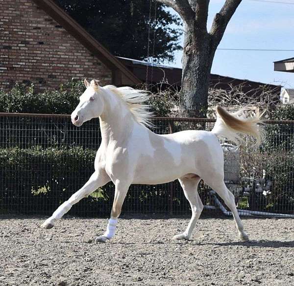 perlinopinto-horse