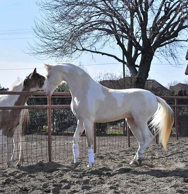 amazing-mover-saddlebred-horse