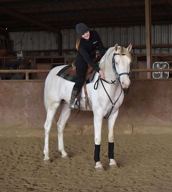 arabians-saddlebred-horse