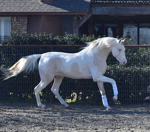 attention-saddlebred-horse