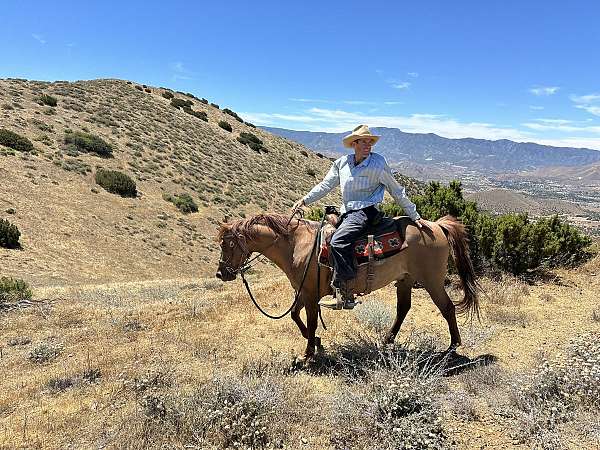affordable-quarter-horse