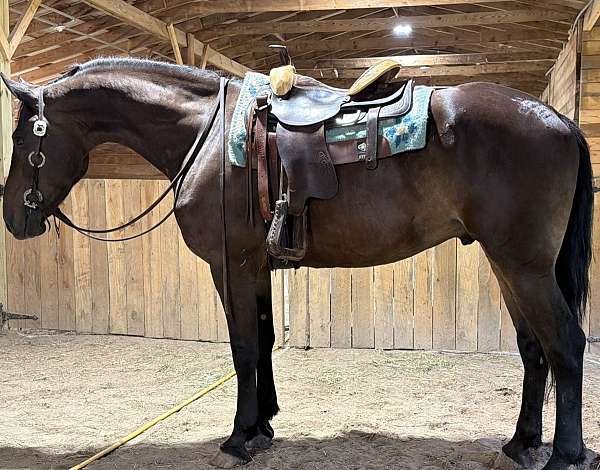pleasure-warmblood-horse