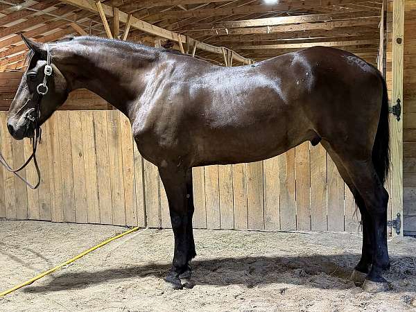trail-warmblood-horse