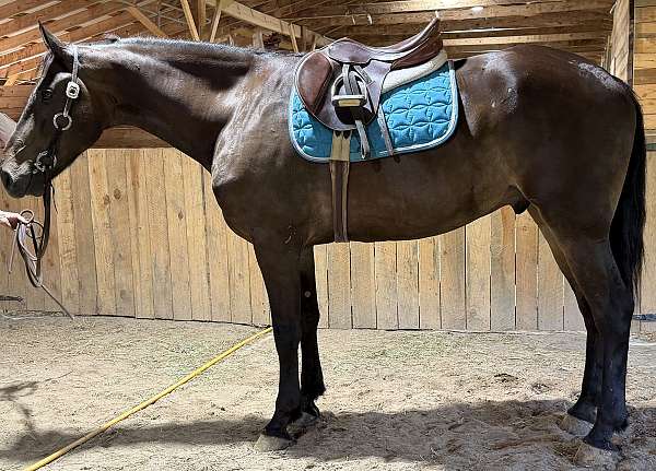 beginner-warmblood-horse