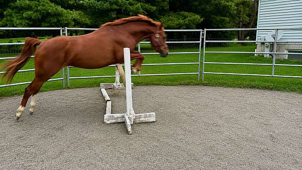 white-isr-pony