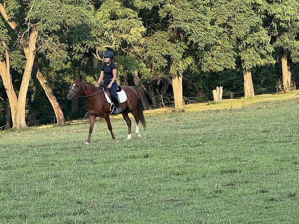 white-isr-mare