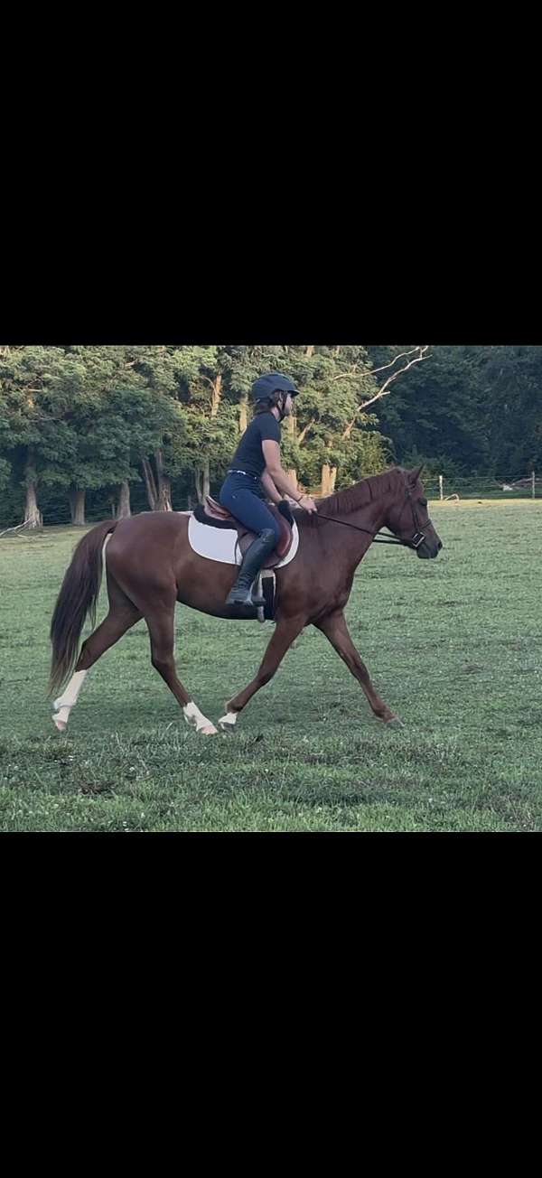 white-oldenburg-pony-mare