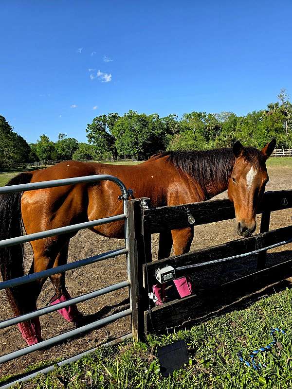 aqha-spotted-gelding