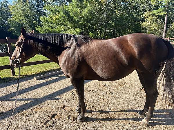 quarter-horse-mare