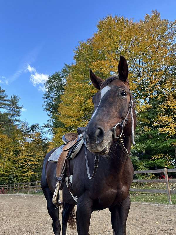quarter-horse-for-sale