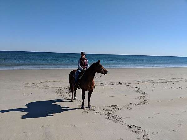 quarter-horse