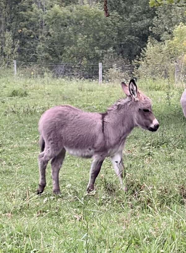great-family-donkey