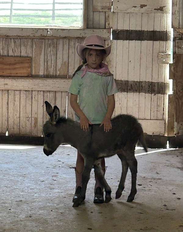 grey-cross-on-back-donkey