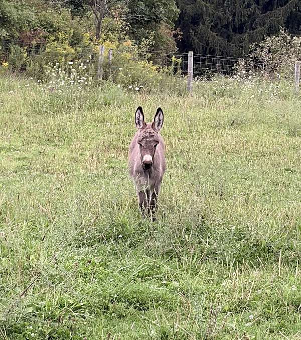 pets-donkey