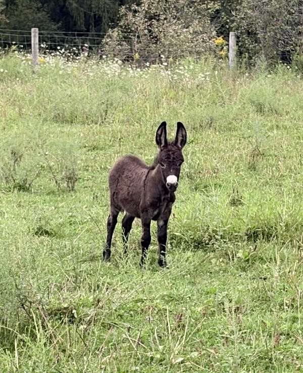baby-girl-donkey