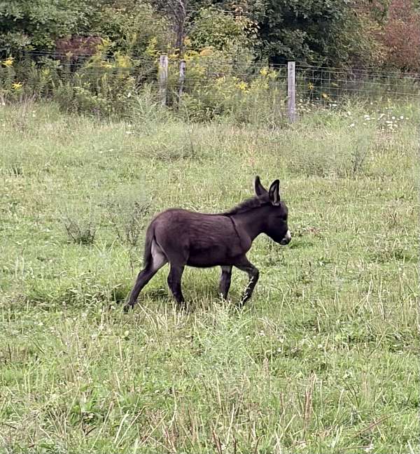 loves-kids-donkey