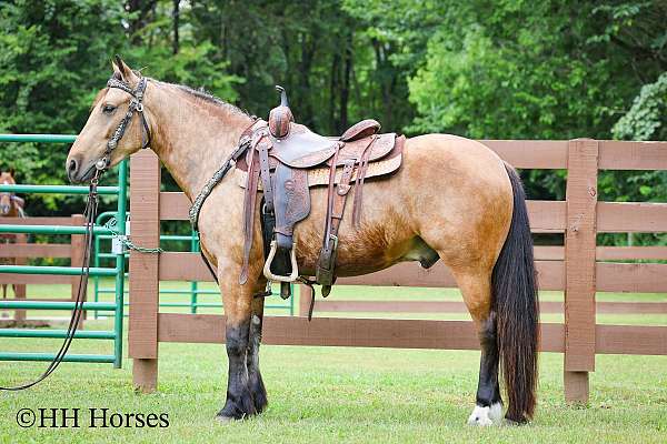 all-around-gypsy-vanner-horse
